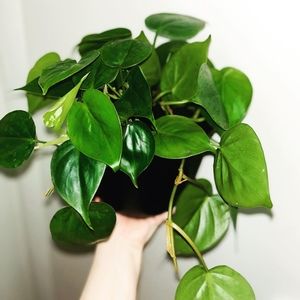 Meet your Posher, Alexis